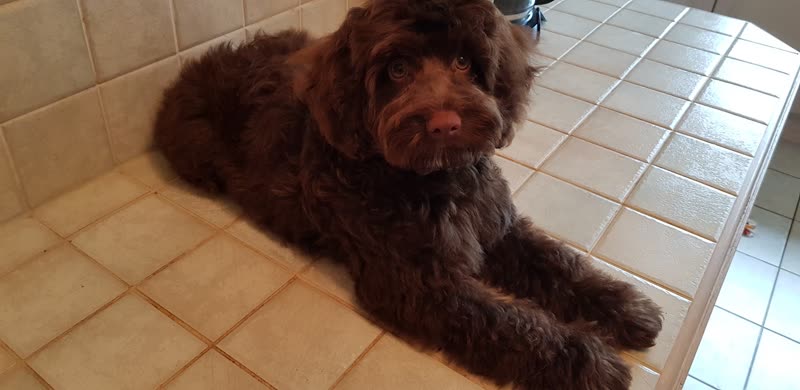 A chocolate doodle lying on the cream tiled salon floor after a groom, looking at the camera