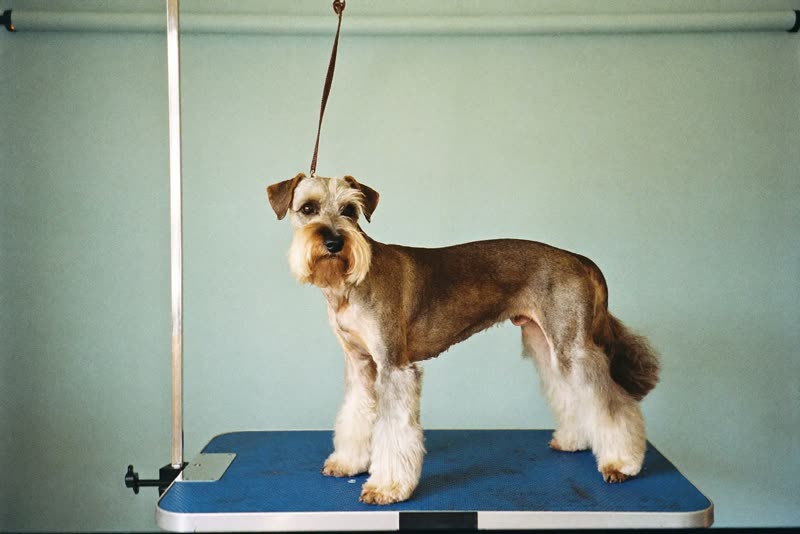 A neatly groomed schnauzer standing on a grooming table